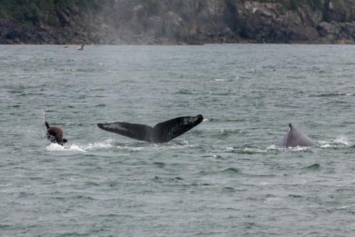 Seehund (links) und Buckelwale