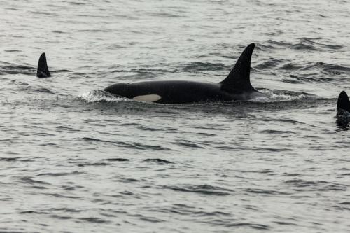 Orcas vor Victoria (BC, Kanada)