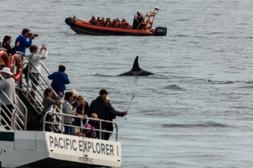 Orca vor Victoria (BC, Kanada)