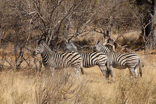 botswana2008_animals_21