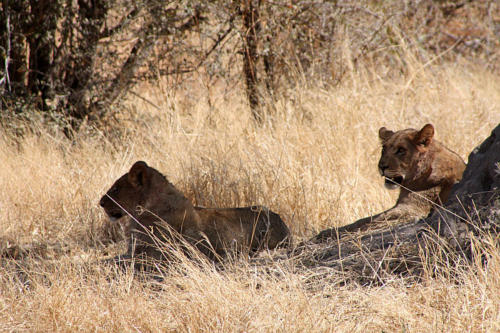 botswana2008_animals_32