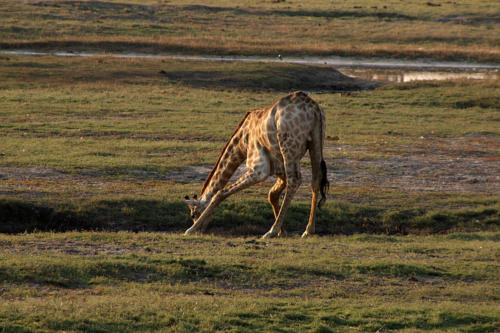 botswana2008_animals_43