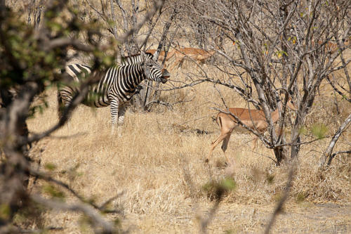 botswana2008_animals_47