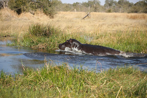 botswana2008_animals_63