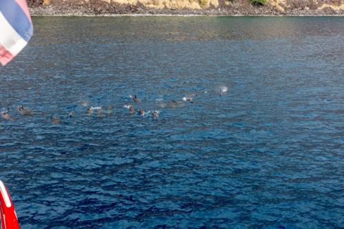 Big Island, Delfine in der Kealakekua Bucht