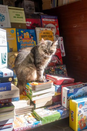 Bücherkatze