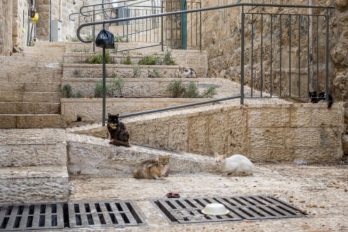 Jerusalem - Katzen