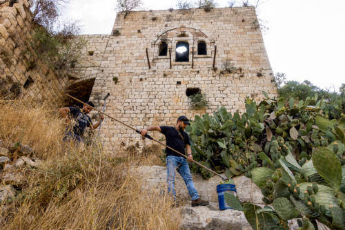 Jerusalem - Ernte der Kaktusfeigen in Lifta