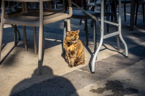 Valletta: Katze