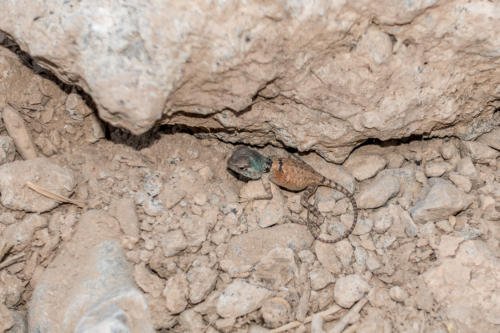 Gecko im Wadi Bani Auf