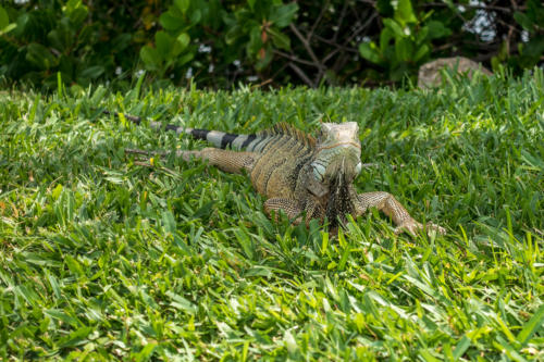 Aruba, Oranjestad: Leguan im Wilhelmina Park