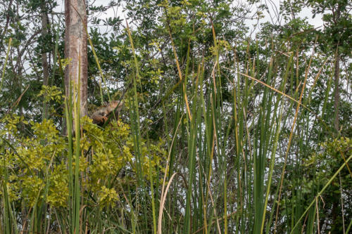 Florida, Everglades: Leguan